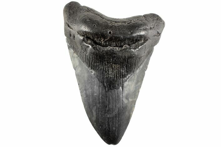 4.21" Fossil Megalodon Tooth - South Carolina